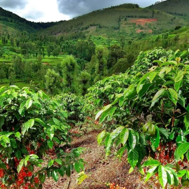 Cafea de specialitate – Rwanda