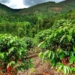 Cafea de specialitate – Rwanda
