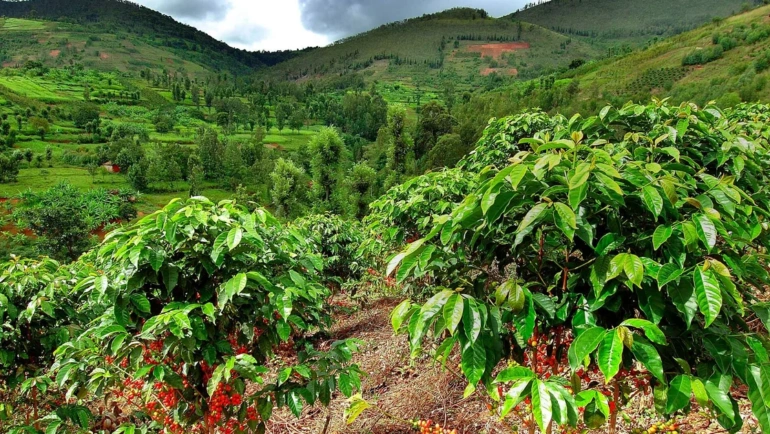 Cafea de specialitate – Rwanda