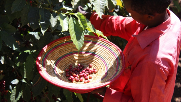 Cafeaua Yirgacheffe Chelichele: ce înseamnă originea Gedeb