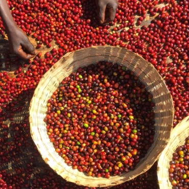 Metode de procesare a cafelei: de la washed la fermentări experimentale