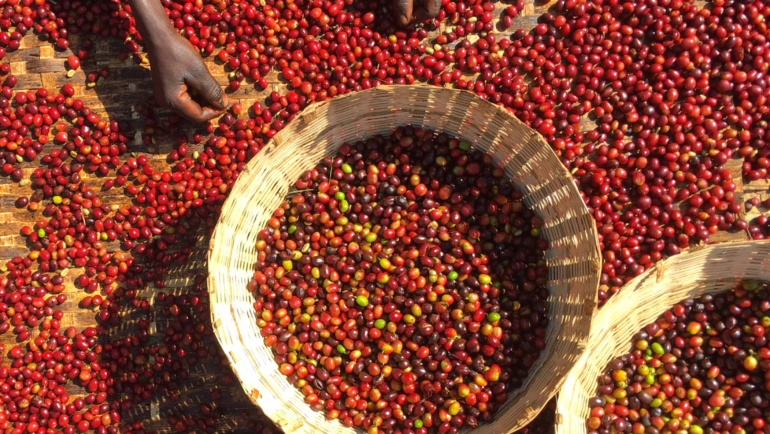 Metode de procesare a cafelei: de la washed la fermentări experimentale