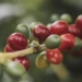 Red Bourbon: varietalul de arabica din familia Bourbon
