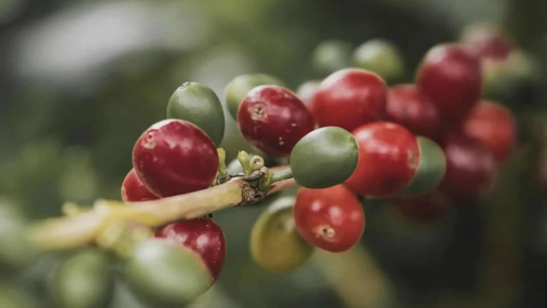 Red Bourbon: varietalul de arabica din familia Bourbon