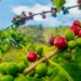 Varietatea Castillo: genetică, linii zonale și cupping