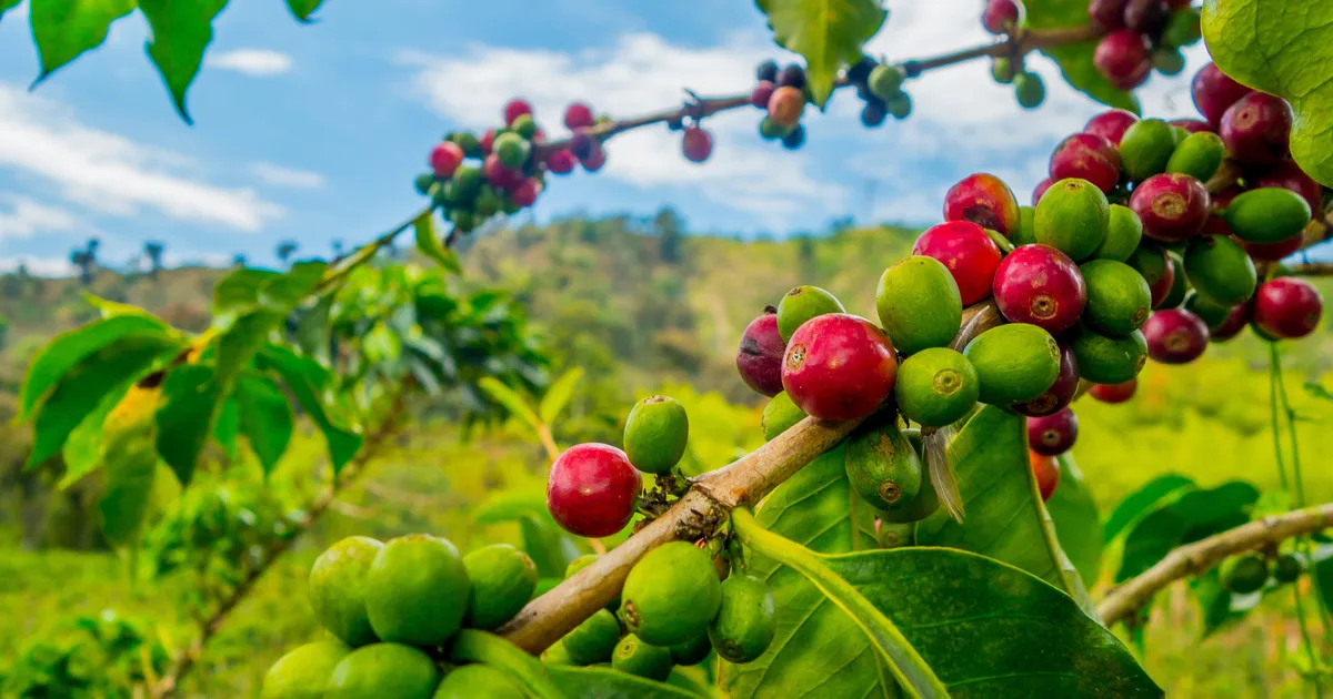 Varietatea Castillo: genetică, linii zonale și cupping