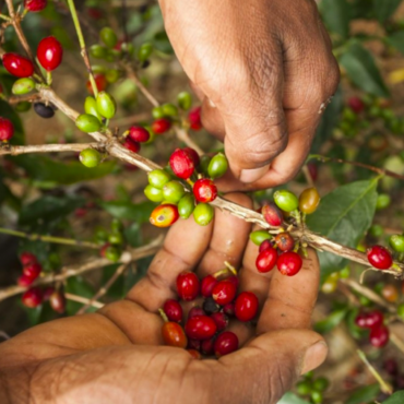 Eugenioides: specia care a dat naștere cafelei arabica