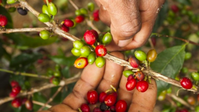 Eugenioides: specia care a dat naștere cafelei arabica