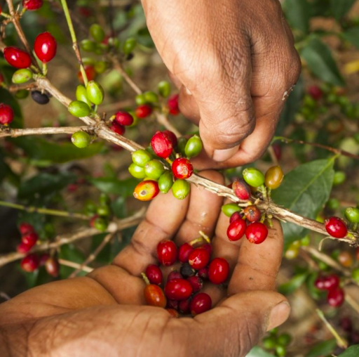Eugenioides: specia care a dat naștere cafelei arabica