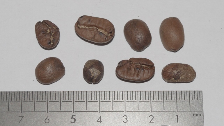 Varietatea Maragogipe