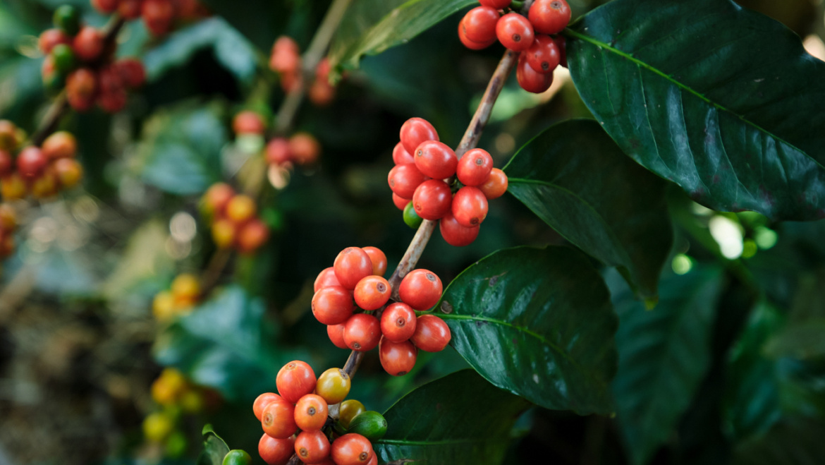 Pink Bourbon: landrace etiopian, nu un Bourbon