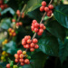 Pink Bourbon: landrace etiopian, nu un Bourbon