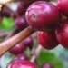 Varietatea Colombia: genetica cafelei columbiene moderne