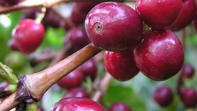 Varietatea Colombia: genetica cafelei columbiene moderne