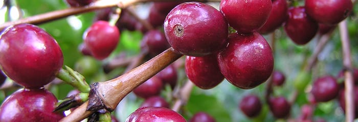 Varietatea Colombia: genetica cafelei columbiene moderne