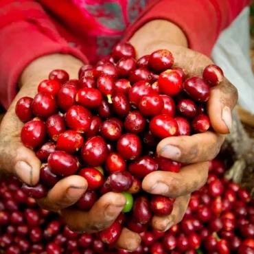 Pacas: varietatea salvadoriană născută din Bourbon