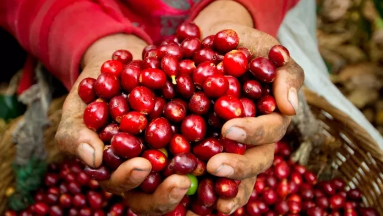 Pacas: varietatea salvadoriană născută din Bourbon