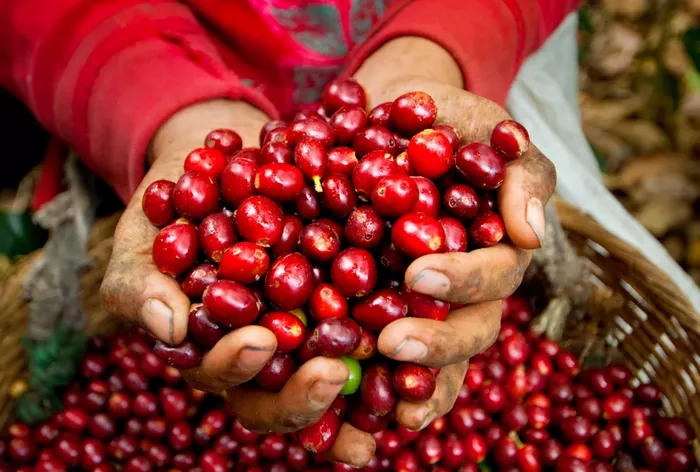 Pacas: varietatea salvadoriană născută din Bourbon