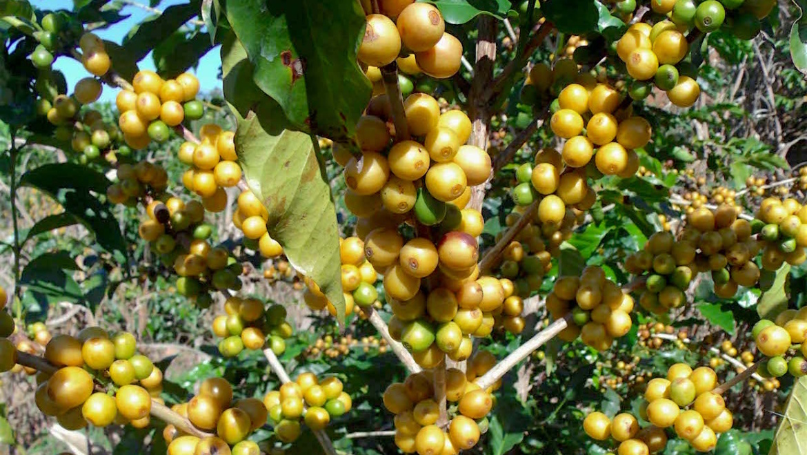 Varietalul Yellow Bourbon