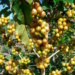 Varietalul Yellow Bourbon