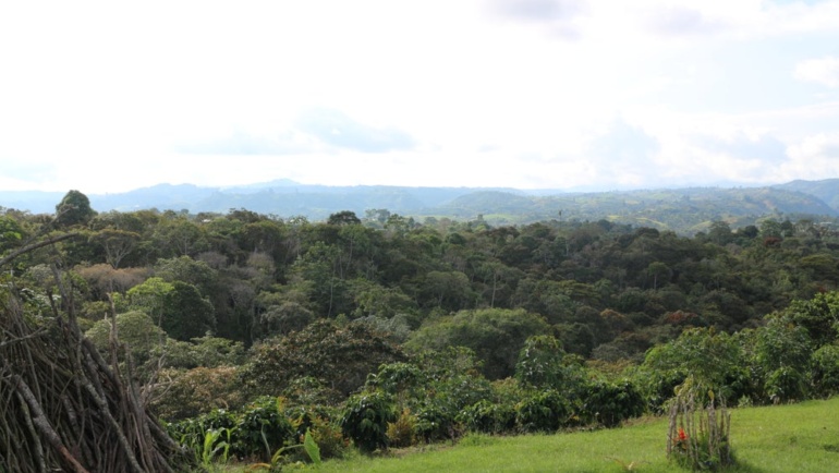 Cafeaua de specialitate – Columbia