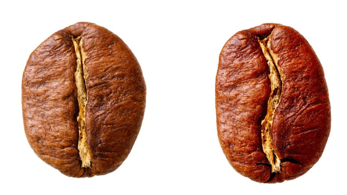 Arabica vs Robusta: diferențele dintre cele două specii de cafea