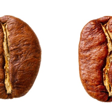 Arabica vs Robusta: diferențele dintre cele două specii de cafea