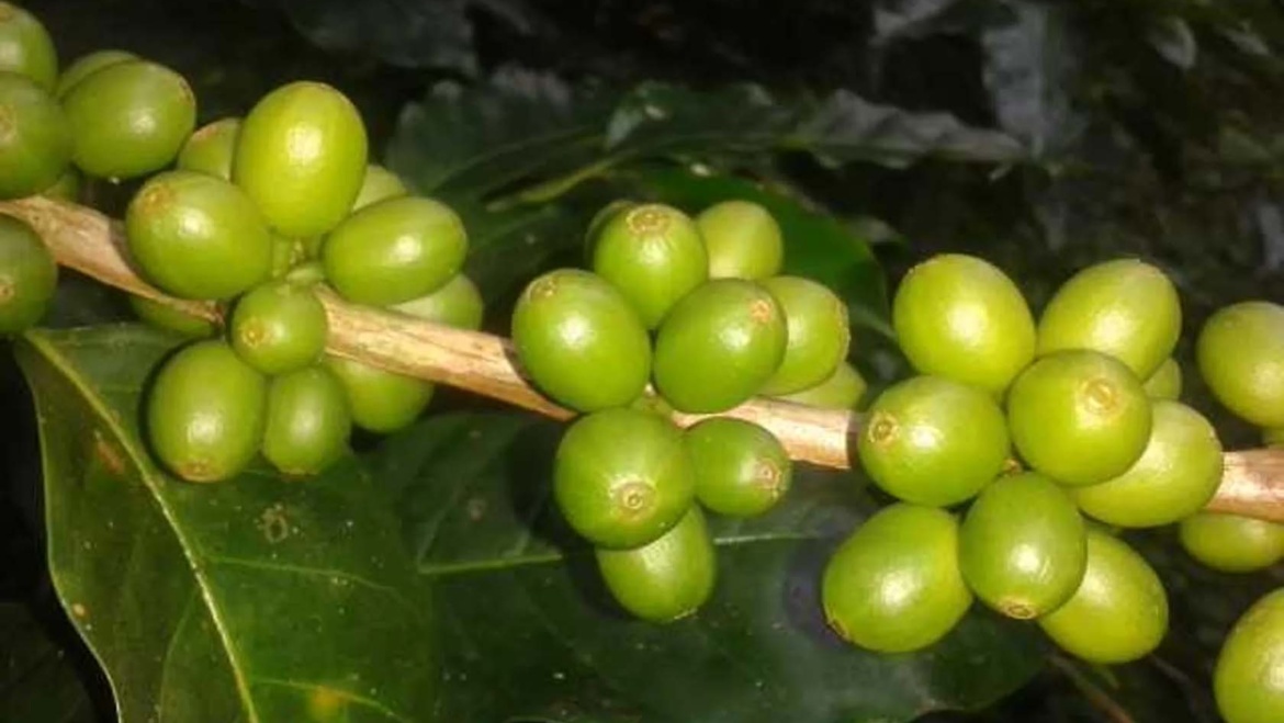 Villa Sarchi: varietatea din Costa Rica care a creat Sarchimor