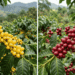 Varietalul Catucaí: origine, genetică și profil aromatic