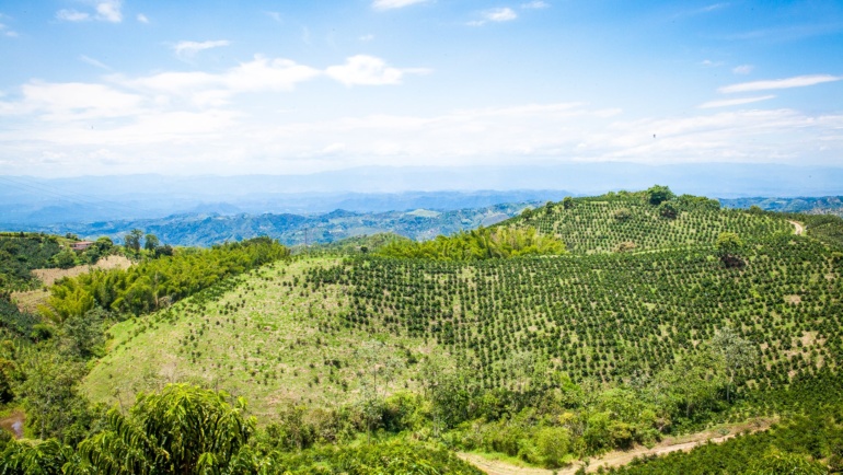 Altitudinea și profilul aromatic al cafelei de specialitate