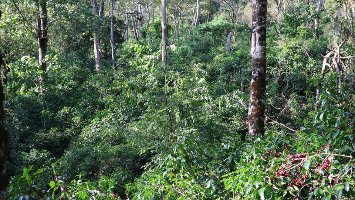 Etiopia Daanisa – cafeaua de sub umbra arborelui