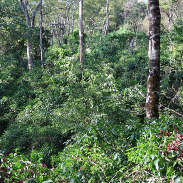 Etiopia Daanisa – cafeaua de sub umbra arborelui