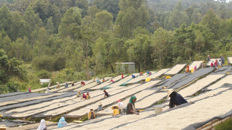 Cafea de specialitate – Etiopia
