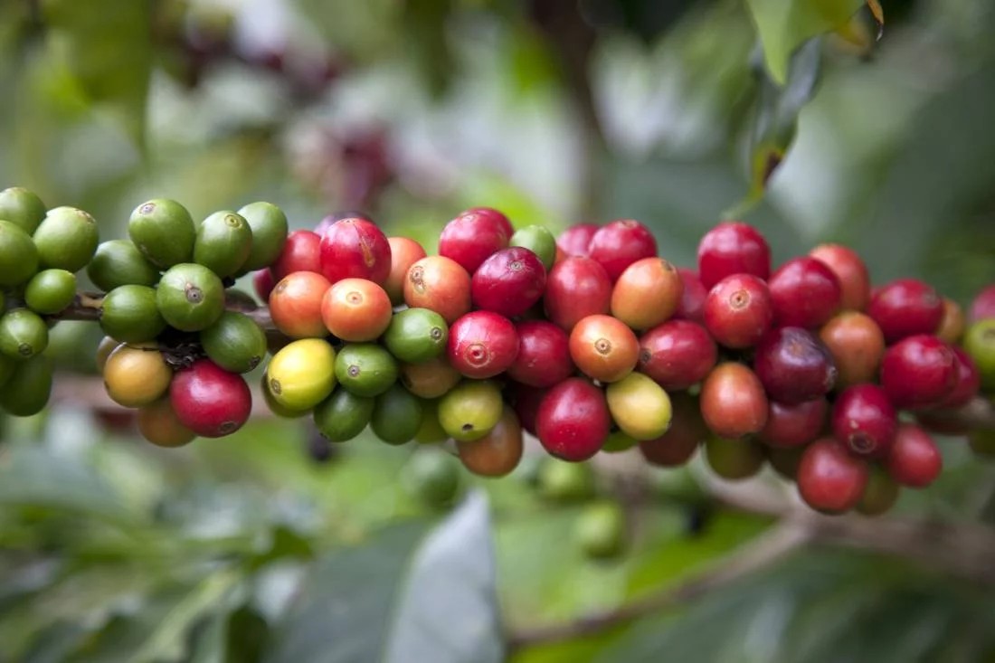 Geisha Panama: originea, genetica și recordurile de preț