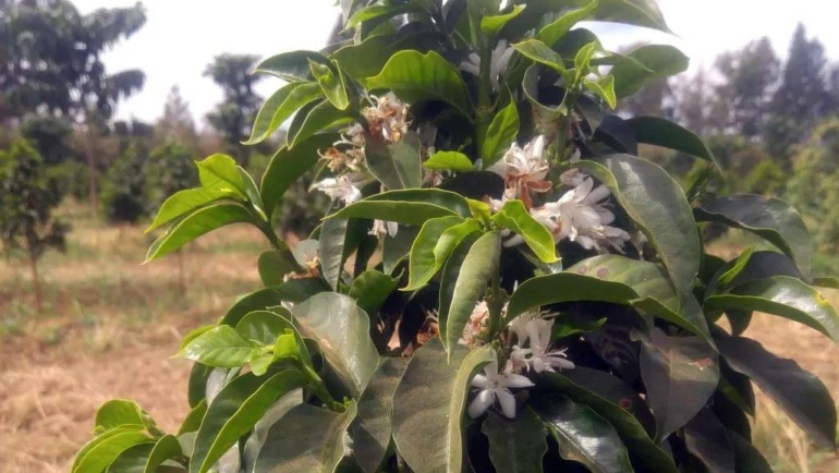 Laurina: varietatea arabica cu 50% mai puțină cofeină