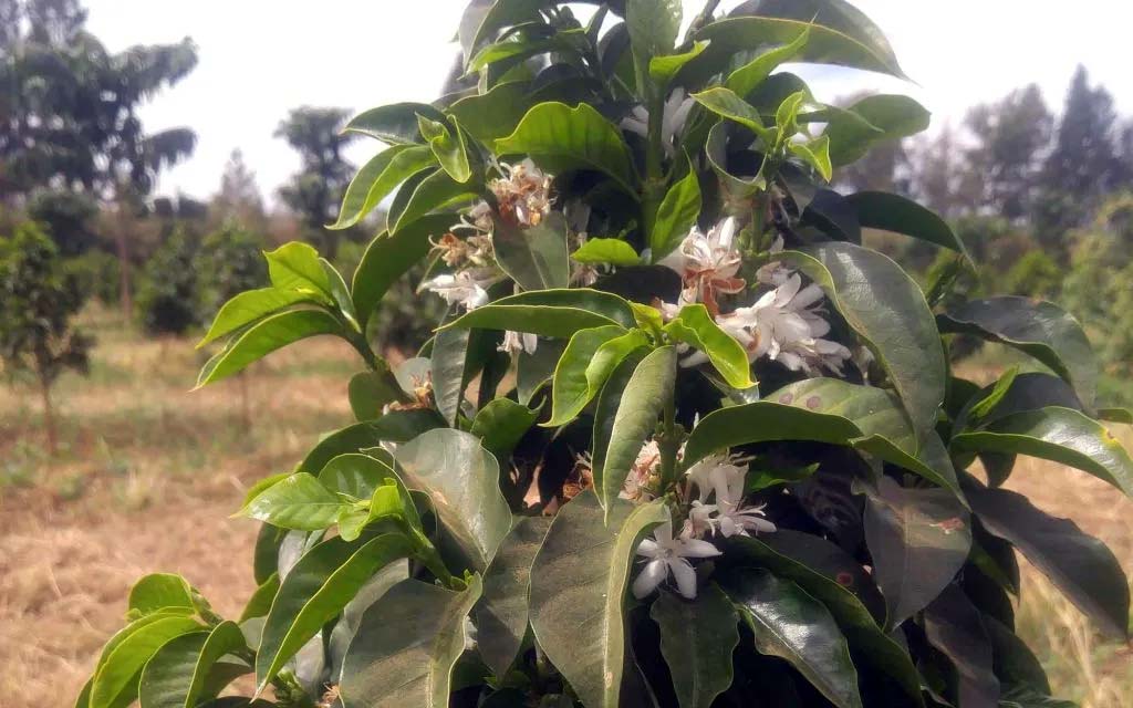 Laurina: varietatea arabica cu 50% mai puțină cofeină