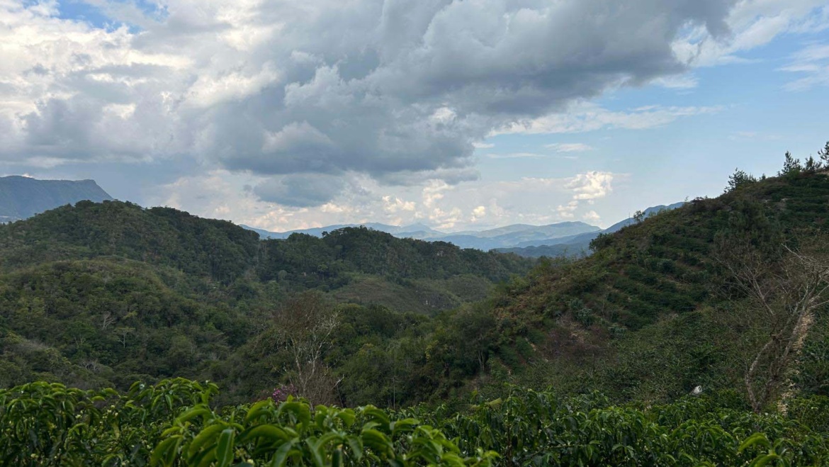 Cafea de specialitate Peru: regiuni, varietăți și profil