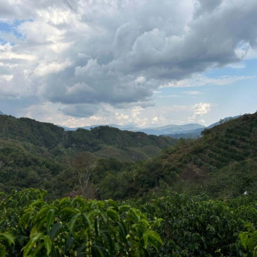 Cafea de specialitate Peru: regiuni, varietăți și profil