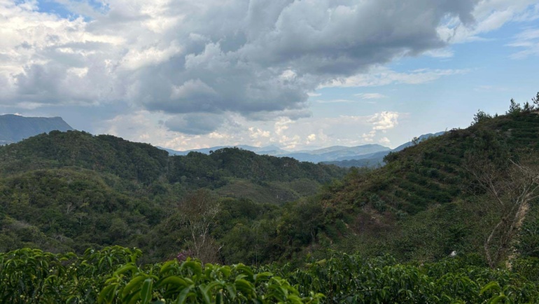 Cafea de specialitate Peru: regiuni, varietăți și profil