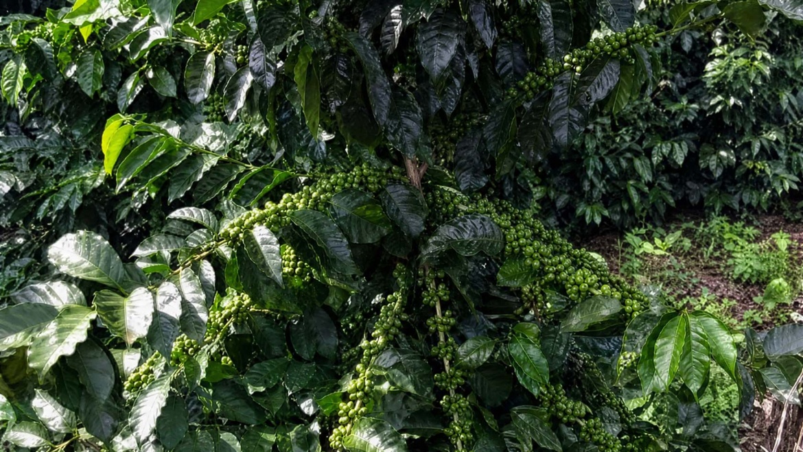Sarchimor: grup de varietăți Arabica rezistente la rugină