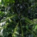 Sarchimor: grup de varietăți Arabica rezistente la rugină