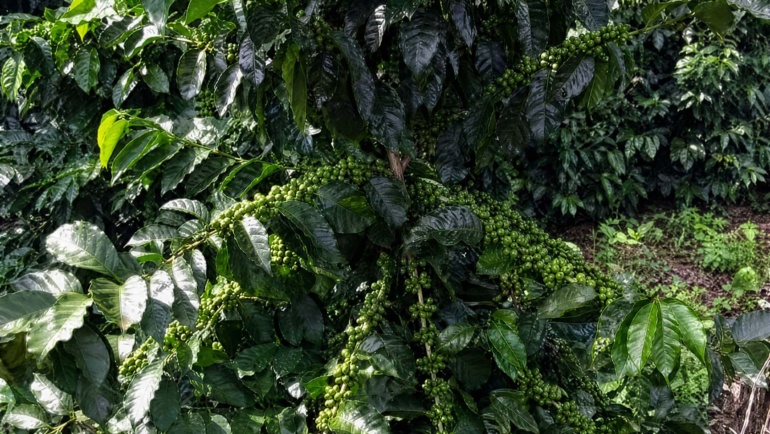Sarchimor: grup de varietăți Arabica rezistente la rugină