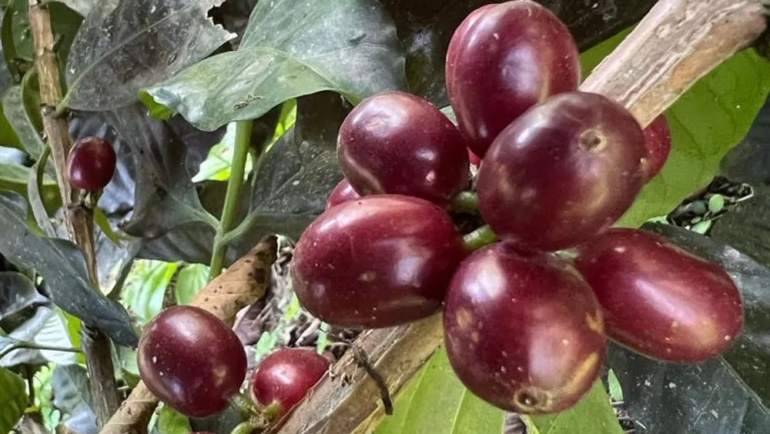 Varietalul Sidra: origini, genetică și profil aromatic