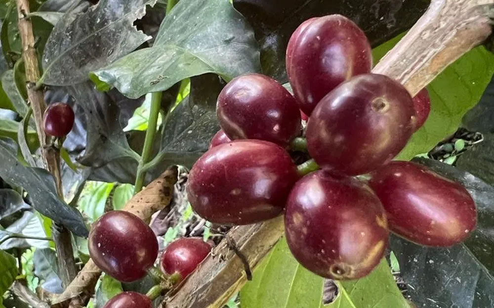 Varietalul Sidra: origini, genetică și profil aromatic