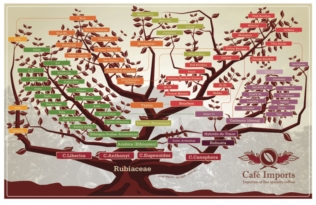 Arborele varietăților de cafea
